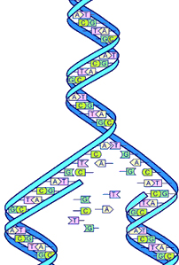 גנטיקה. סליל ד.נ.א DNA מקור: ויקיפדיה. באדיבות משרד האנרגיה האמריקני. U.S.Energy Dep