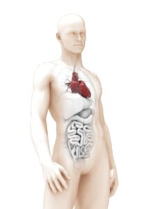 חידון שאלות ידע כללי לגבי גוף האדם. טריוויה גוף האדם. צילום: Pixabay Cezary