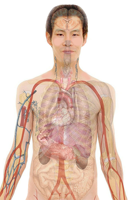 מהם איברים ואילו איברים קיימים במערכות גוף האדם. צילום: Pixabay גרלד אלתמן.